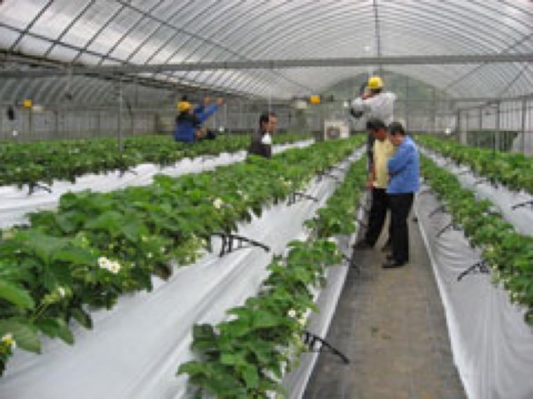 長崎産秋イチゴ栽培等を目的とした次世代環境制御型省エネハウスの試作検証試験