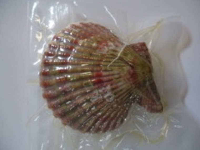 対馬産ヒオウギ貝の商品開発・販路開拓
