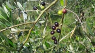 雲仙産の無農薬・自然農法で栽培したオリーブ葉を活用した加工商品開発及び販路開拓