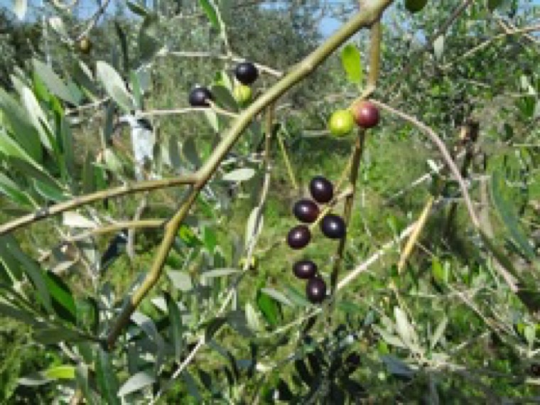 雲仙産の無農薬・自然農法で栽培したオリーブ葉を活用した加工商品開発及び販路開拓
