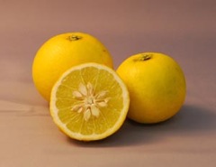 長崎の伝統果実および柑橘類「ザボン」と「ゆうこう」を使ったポン酢の販路開拓