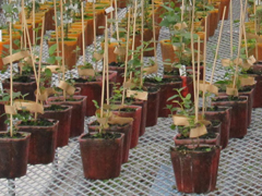 オリーブ樹のメルクロン苗の開発