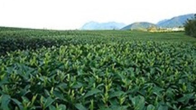 雲仙茶と地元農産物を活用した全国展開可能なカフェめしの開発