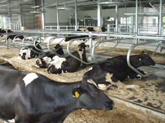 牛の生産性向上を目指した発情検出器の研究開発